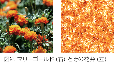図2:マリーゴールド(右)とその花弁(左)